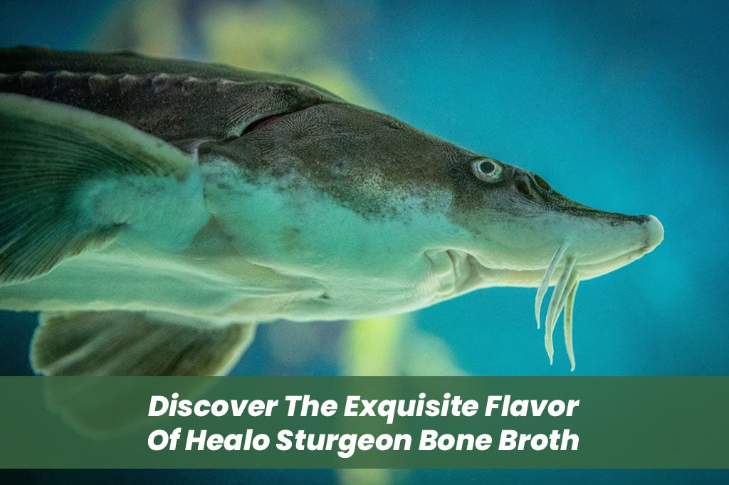 Discover The Exquisite Flavor Of Healo Sturgeon Bone Broth
